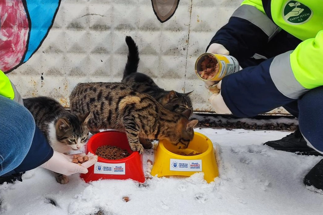 Bursa B&uuml;y&uuml;kşehir patili dostların her daim yanında