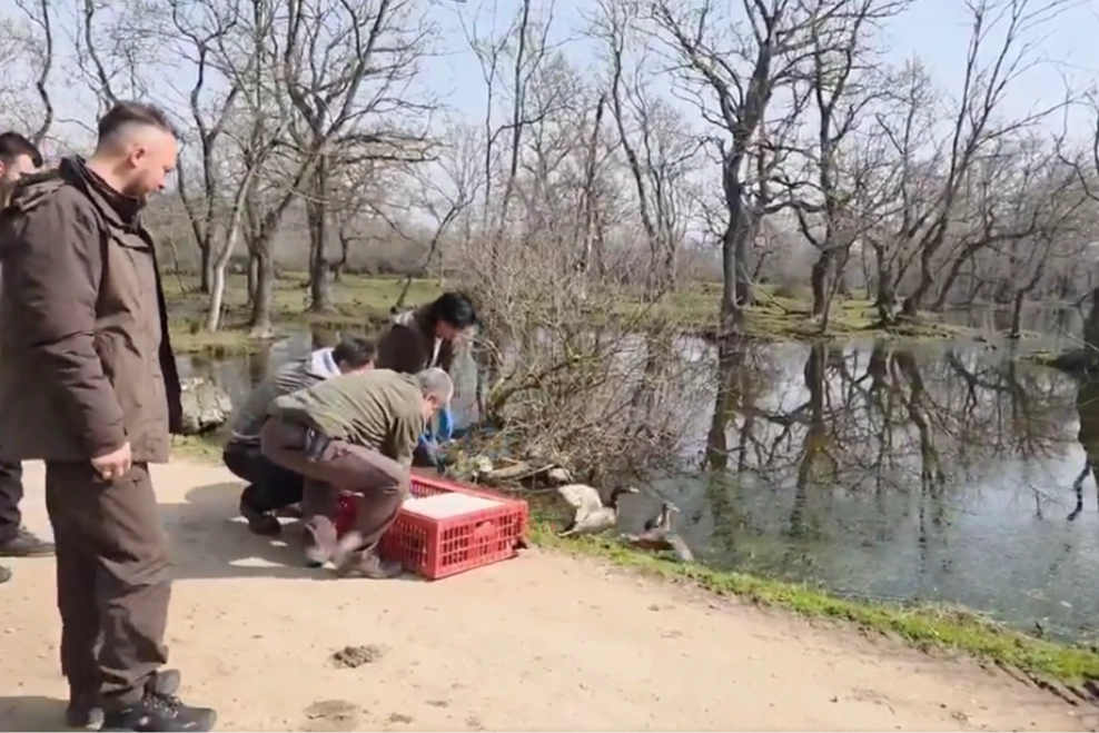 Yaban Hayvanları Karacabey’de Özgürlüğüne Kavuştu mu?