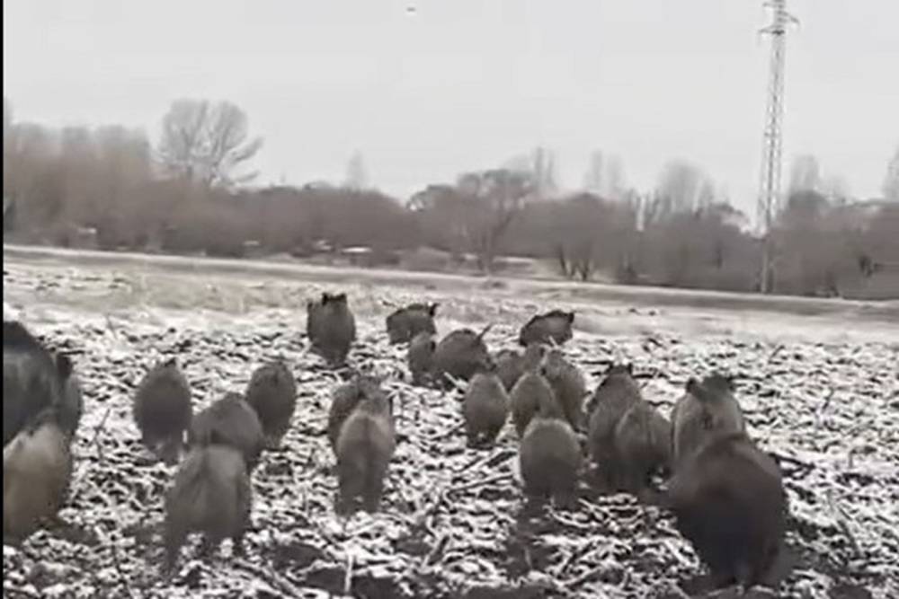 Ağrı şehir merkezine yakın bölgede domuz sürüsü görüntülendi