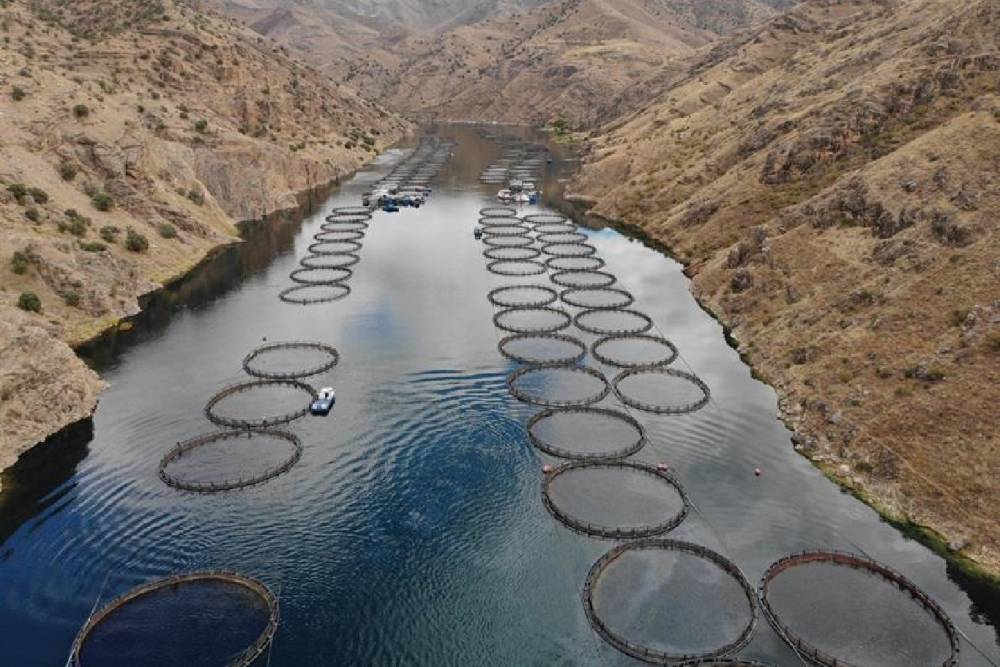 Alabalık yetiştiriciliği i&ccedil;in &uuml;&ccedil; baraj g&ouml;l&uuml; tahsise a&ccedil;ıldı