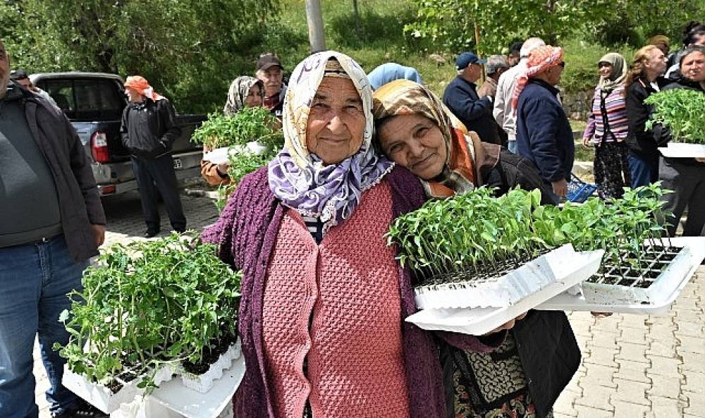Bornova'nın Üreticilerine Can Suyu: 150 Bin Fide Dağıtıldı!