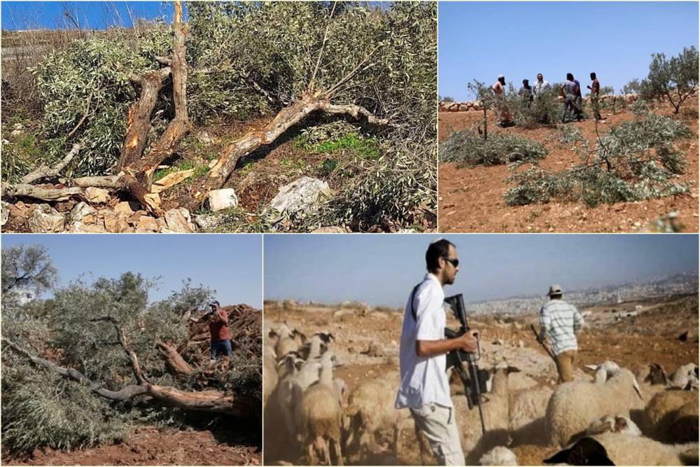 Batı Şeria'da Hayvanlar &ccedil;alındı, ağa&ccedil;lar s&ouml;k&uuml;ld&uuml;