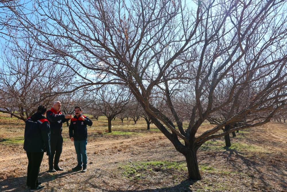 Malatya'da kayısı bah&ccedil;elerinde inceleme