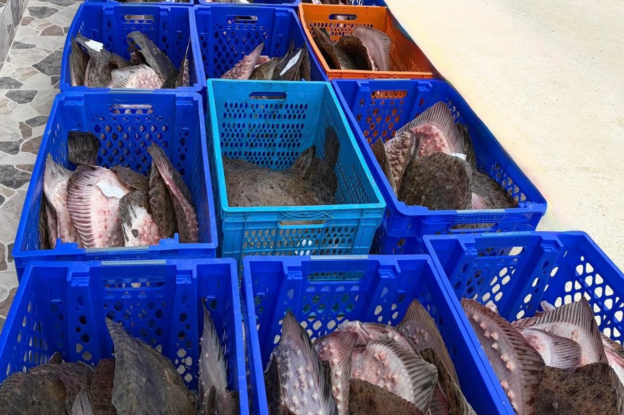 Yasadışı kalkan avcılığına m&uuml;dahale!