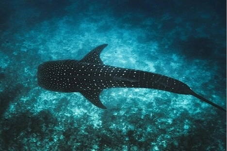 Maldivler Tech4Nature projesini başlattı