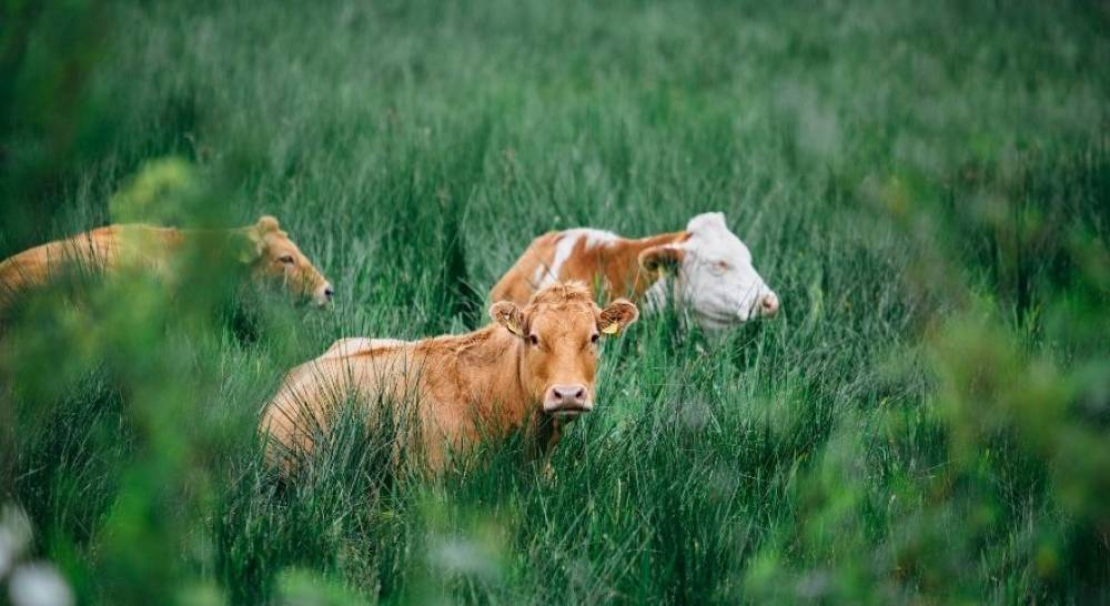 Hangi İl Büyükbaş Hayvancılığın Zirvesinde? İşte Cevabı!