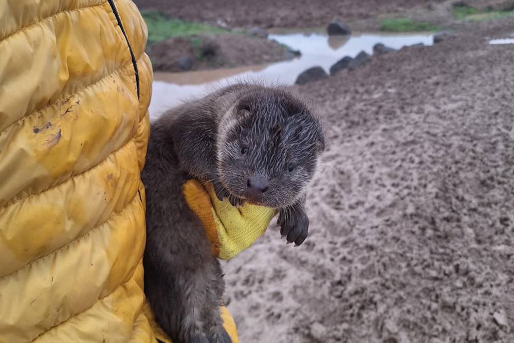 Bismil&rsquo;de G&ouml;ksu &Ccedil;ayı&rsquo;nda su samuru yavruları bulundu