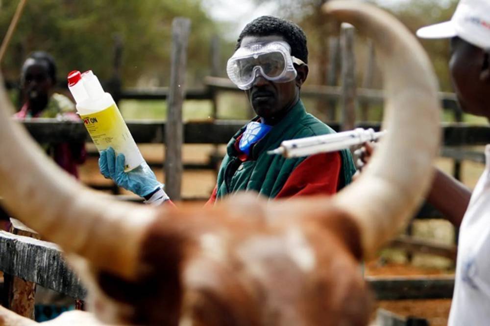 G&uuml;ney Afrika'da şap salgını: Ulusal afet hali ilan edildi