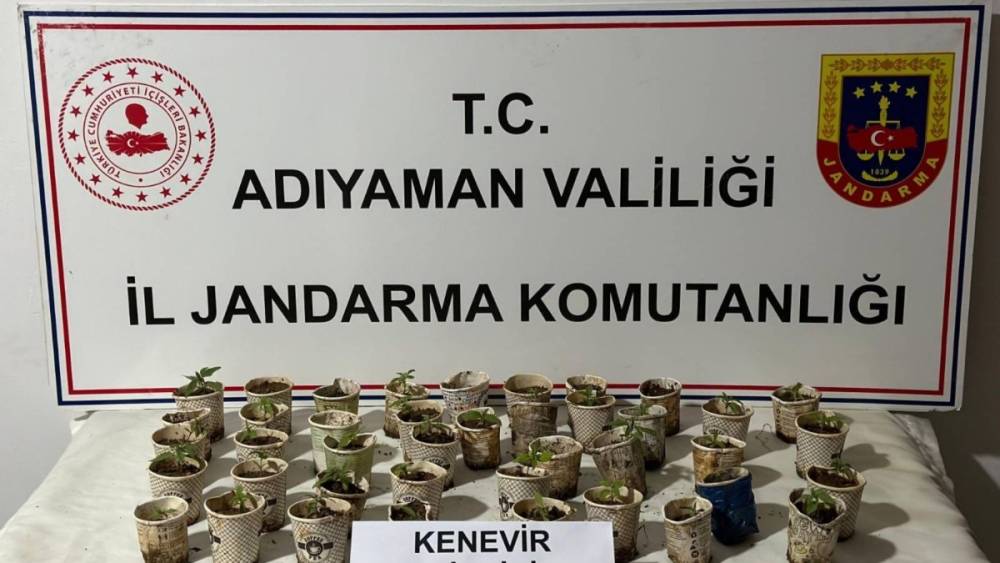 Bardakta kenevir yetiştiren şahıs yakalandı 