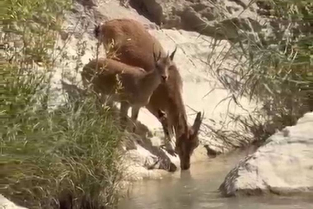 Su i&ccedil;mek i&ccedil;in dereye inen yaban ke&ccedil;ileri kameraya yansıdı