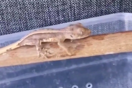 Burdur'da yasaklı yaban hayvanları ele ge&ccedil;irildi