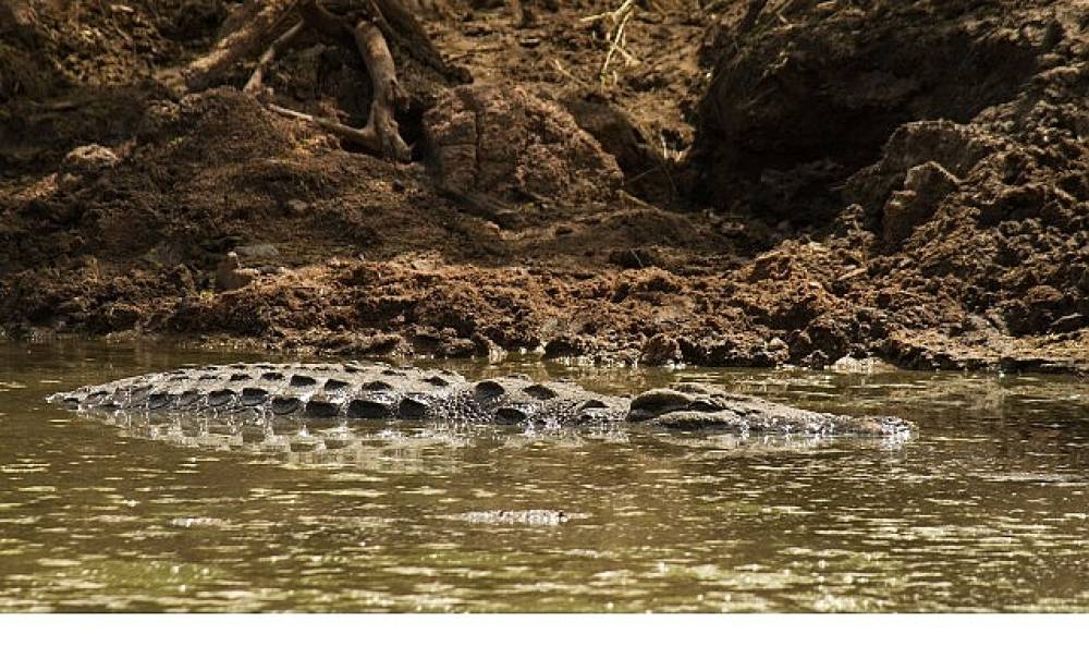 'Timsah Savaşları: Grumeti ve Mara