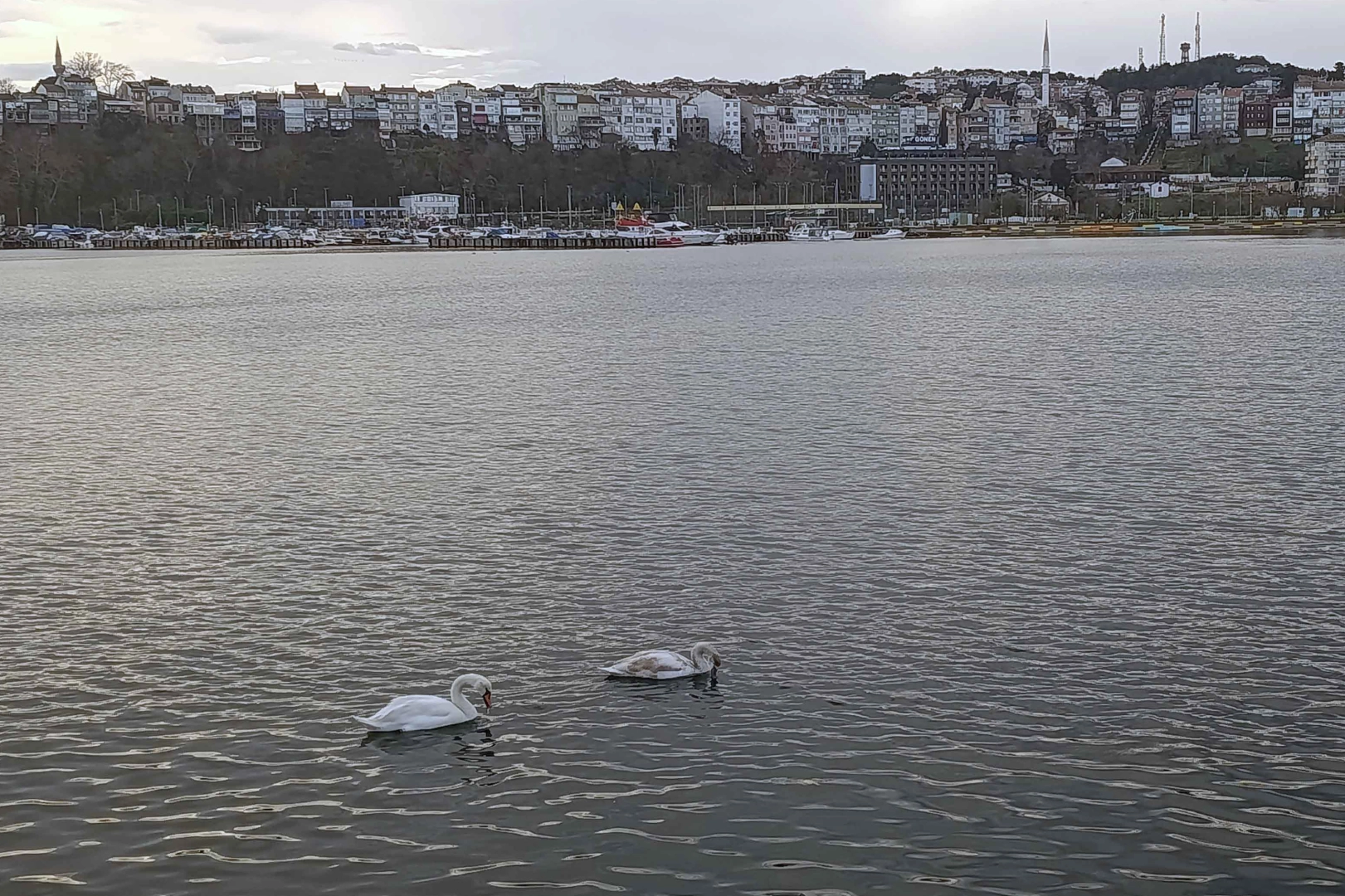 Şile Limanı&rsquo;nda nadir g&ouml;r&uuml;nt&uuml;... İki kuğu ilgi odağı oldu