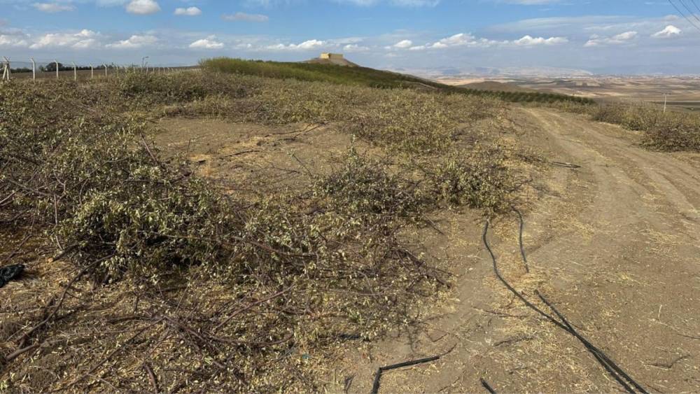 Yanlıştan dönülmezse 108 bin dönümde 4 milyon badem ağacı sökülebilir