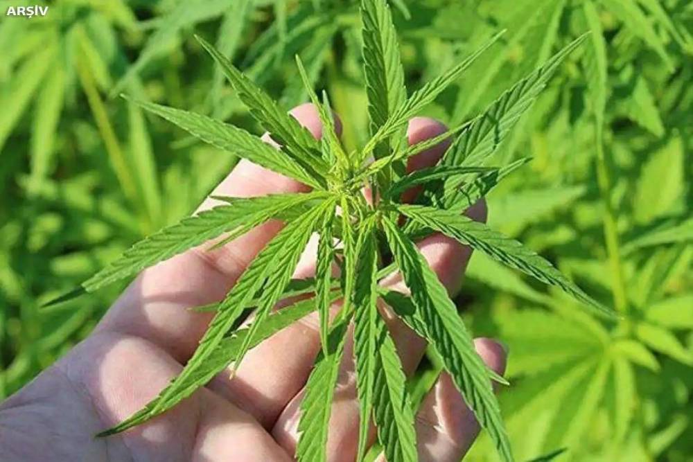 Kenevir Üretiminin 21 İlde Resmen Başlaması Ne Anlama Geliyor?