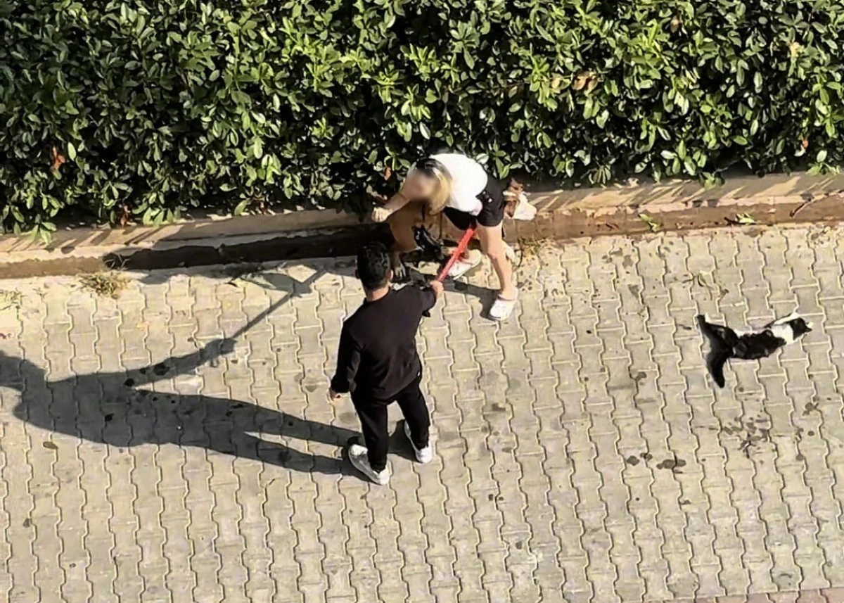 Ağızlıksız gezdirilen Pitbull kediyi par&ccedil;aladı